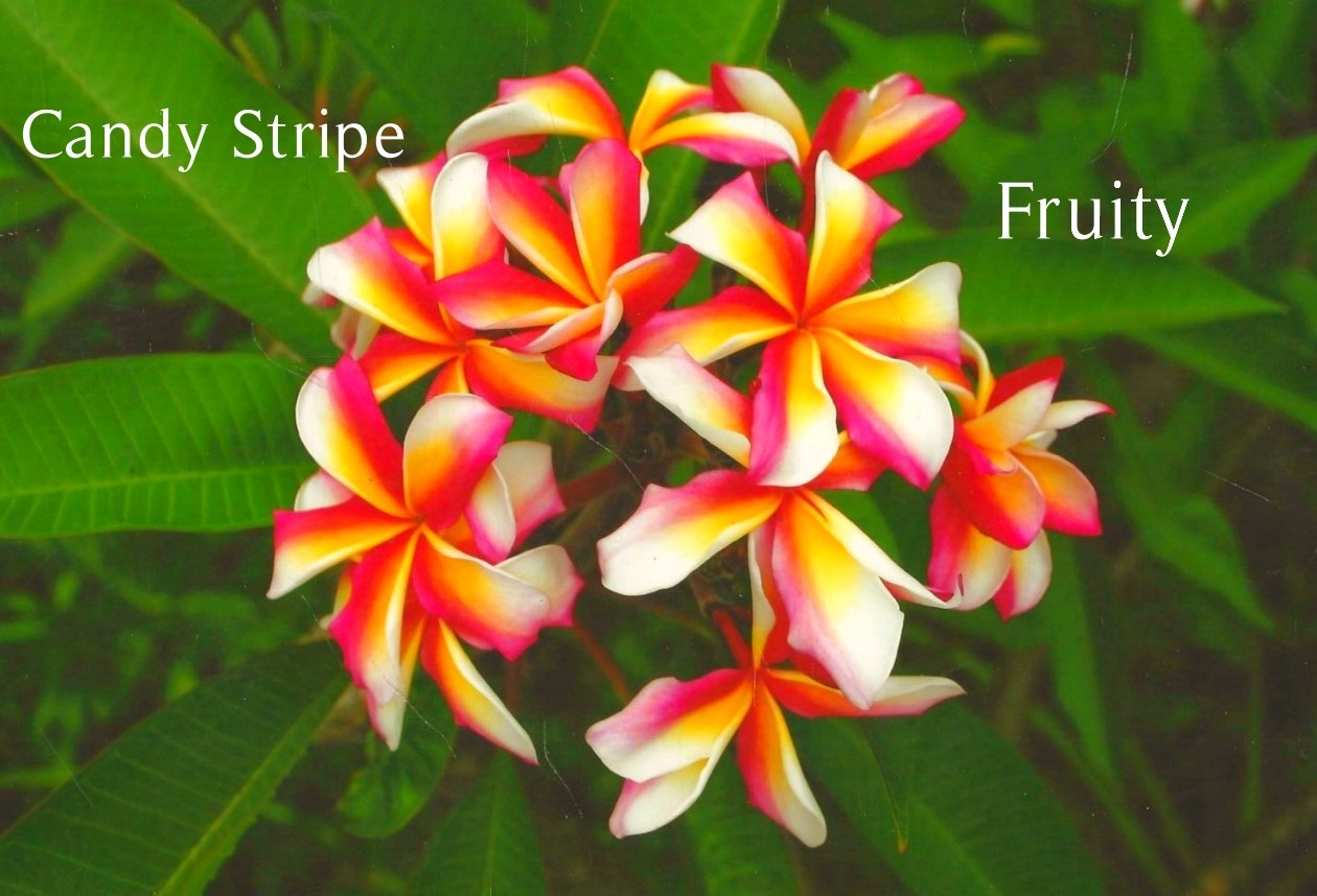 Candy Stripe Plumeria with striped white, red, and yellow-orange petals