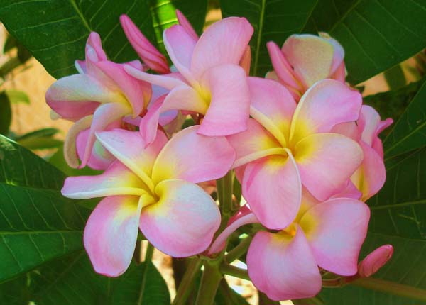 Espinada Plumeria with striking pink petals and yellow throat