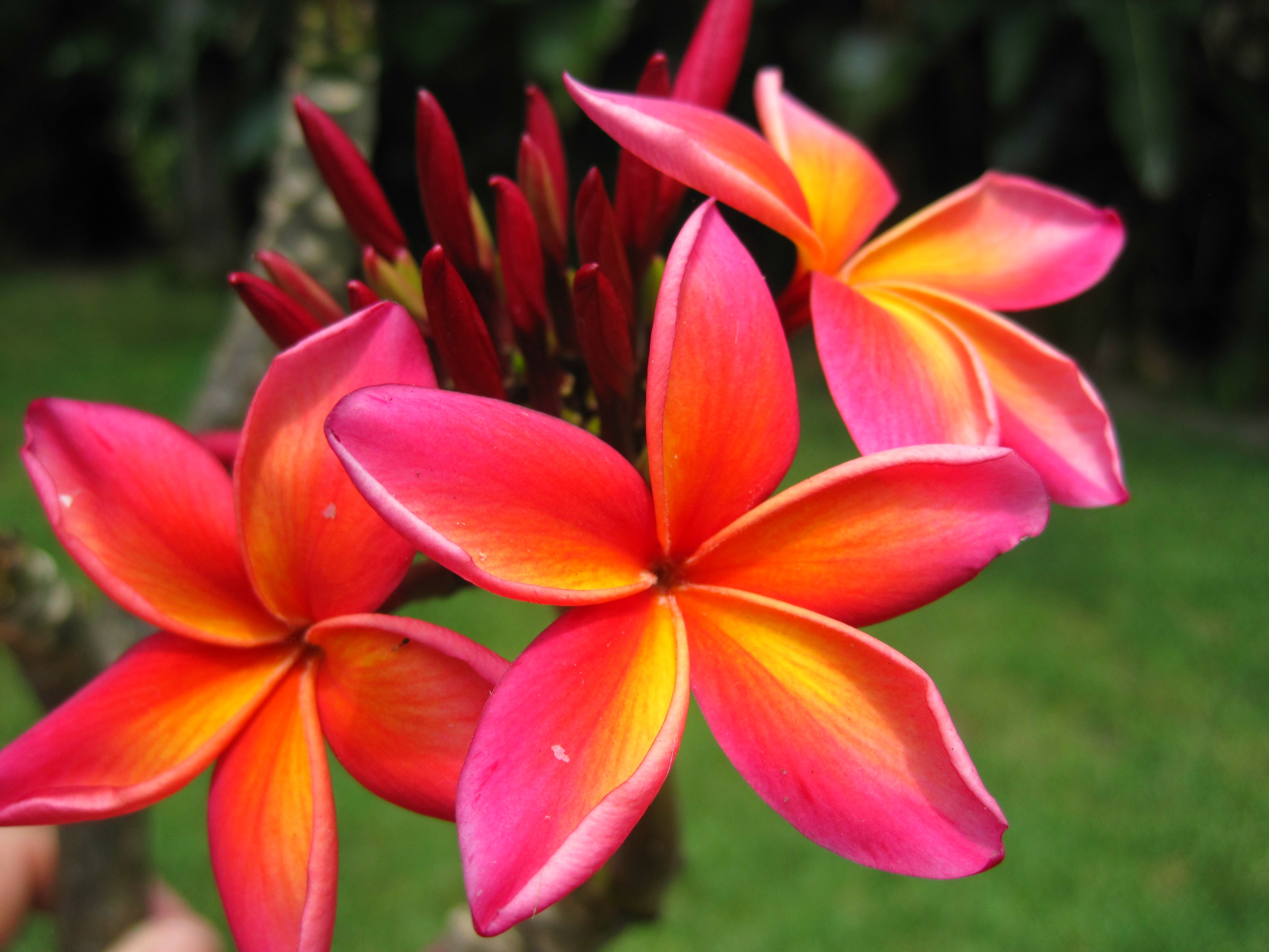 Wailea Plumeria with pink and orange petals and golden yellow throat